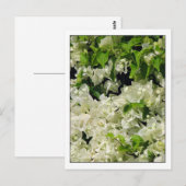 White Bougainvillea Briefkaart (Voorkant / Achterkant)