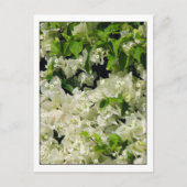 White Bougainvillea Briefkaart (Voorkant)