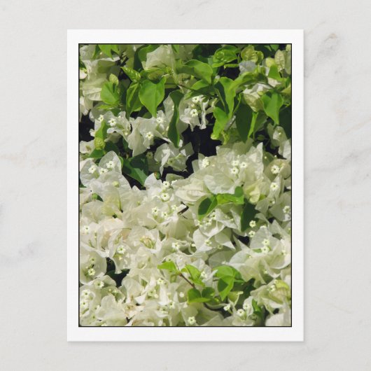 White Bougainvillea Briefkaart (Voorkant)