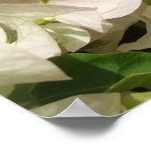 White Bougainvillea Flowers Poster (Hoek)