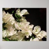 White Bougainvillea Flowers Poster (Voorkant)