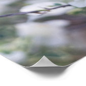 White Bougainvillea Poster (Hoek)