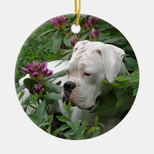 White boxer in Pink Rhodies Keramisch Ornament (Voorkant)