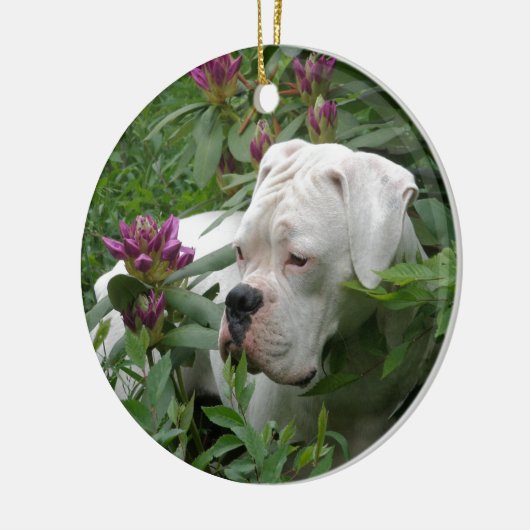 White boxer in Pink Rhodies Keramisch Ornament (Links)
