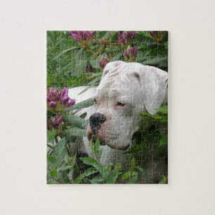 White boxer in Pink Rhodies Legpuzzel