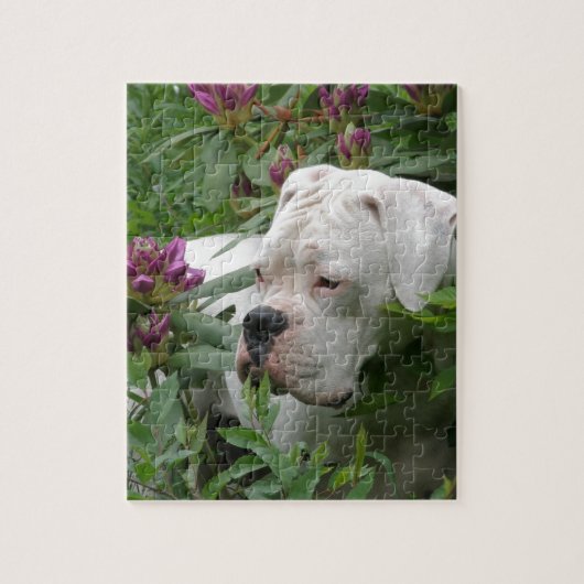White boxer in Pink Rhodies Legpuzzel (Verticaal)