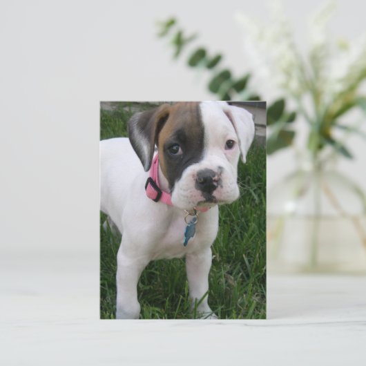 White Boxer Puppy Briefkaart (Staand voorkant)