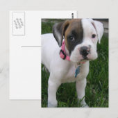 White Boxer Puppy Briefkaart (Voorkant / Achterkant)