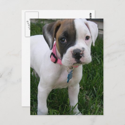 White Boxer Puppy Briefkaart (Voorkant / Achterkant)