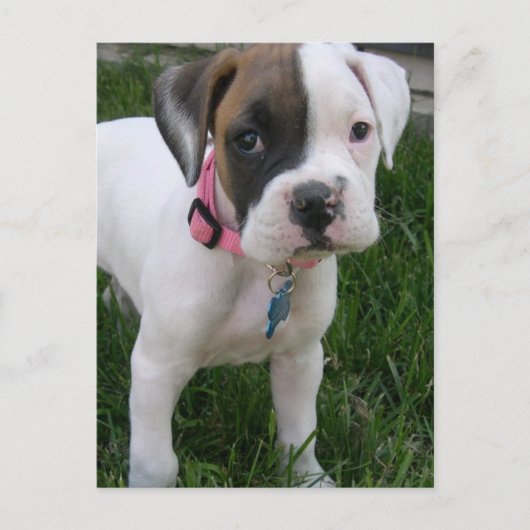 White Boxer Puppy Briefkaart (Voorkant)