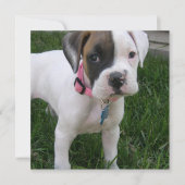 White Boxer Puppy Dog Invitation Kaart (Voorkant)
