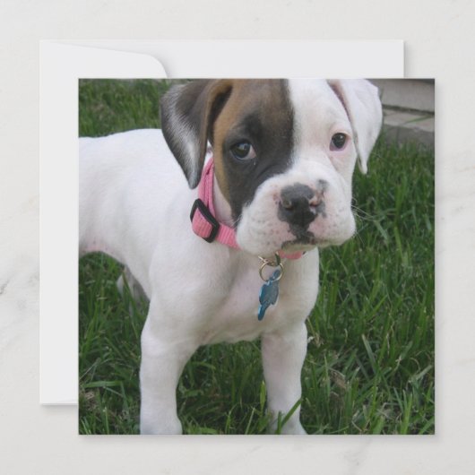 White Boxer Puppy Dog Invitation Kaart (Voorkant)