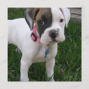 White Boxer Puppy Dog Invitation Kaart