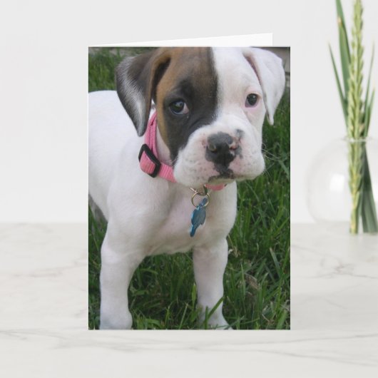 White Boxer Puppy Kaart (Voorkant)