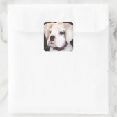 White Boxer puppy stickers (Tas)