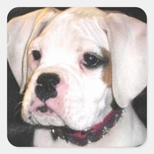 White Boxer puppy stickers (Voorkant)