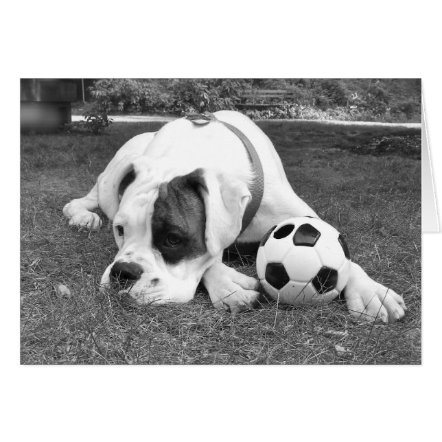 White Boxer Soccer (Voorkant Horizontaal)