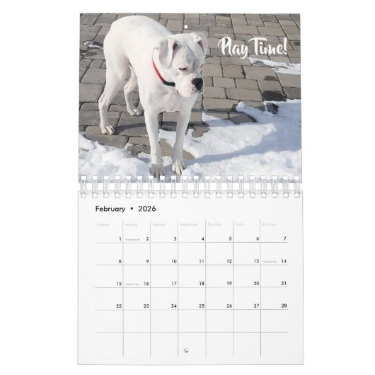 White boxer Wall Agenda Kalender (Feb 2026)