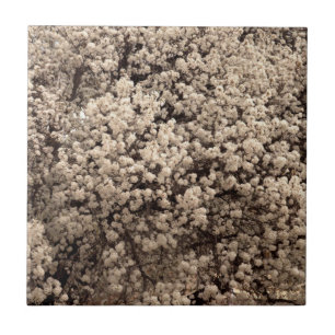 White Bradford Pear Spring Flowers Tegeltje