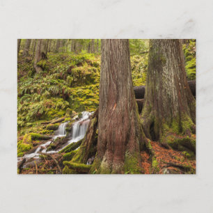 White Branch Falls, Oregon-cascaden, Oregon Briefkaart