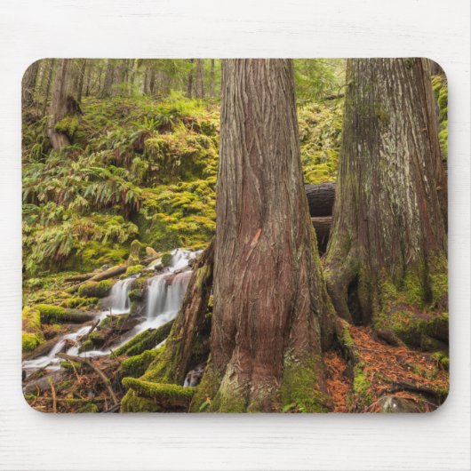 White Branch Falls, Oregon-cascaden, Oregon Muismat (Voorkant)