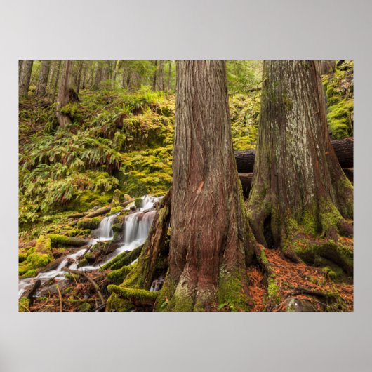 White Branch Falls, Oregon-cascaden, Oregon Poster (Voorkant)