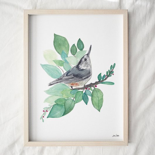 White Breast Nuthatch Bird Art Print