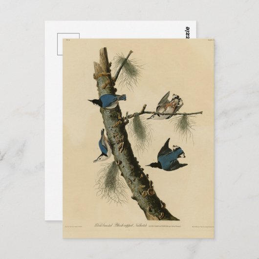 White Breasted Nuthatch Audubon's Birds of America Briefkaart (Voorkant / Achterkant)