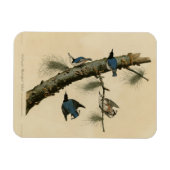 White Breasted Nuthatch Audubon's Birds of America Magneet (Horizontaal)