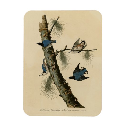 White Breasted Nuthatch Audubon's Birds of America Magneet (Verticaal)