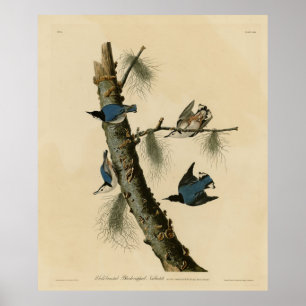 White Breasted Nuthatch Audubon's Birds of America Poster