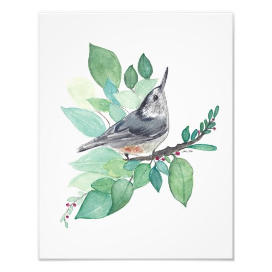 White Breasted Nuthatch Bird Foto Afdruk (Voorkant)