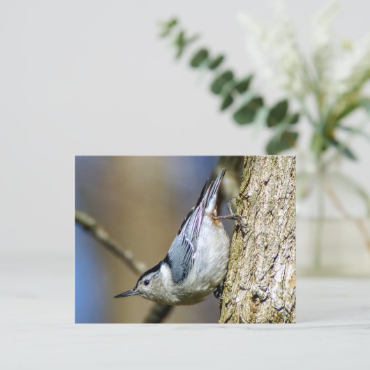 White Breasted Nuthatch Briefkaart (Staand voorkant)