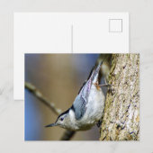 White Breasted Nuthatch Briefkaart (Voorkant / Achterkant)