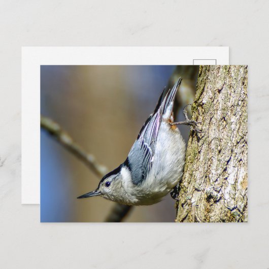 White Breasted Nuthatch Briefkaart (Voorkant / Achterkant)
