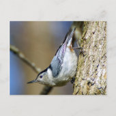 White Breasted Nuthatch Briefkaart (Voorkant)