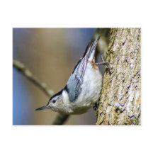 White Breasted Nuthatch Briefkaart