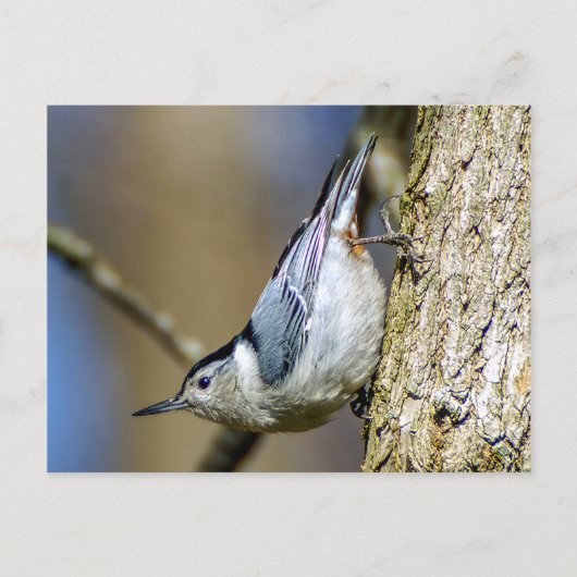 White Breasted Nuthatch Briefkaart (Voorkant)