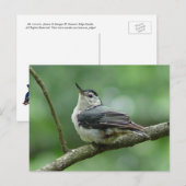 White Breasted Nuthatch Briefkaart 2 (Voorkant / Achterkant)