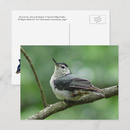 White Breasted Nuthatch Briefkaart 2 (Voorkant / Achterkant)