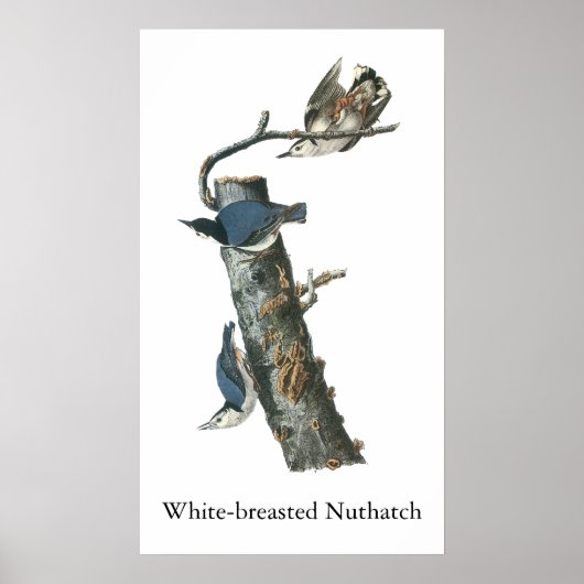 White-breasted Nuthatch, John Audubon Poster (Voorkant)