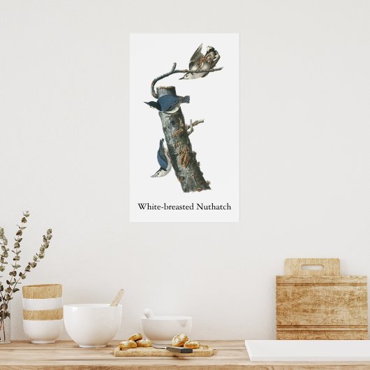 White-breasted Nuthatch, John Audubon Poster (Keuken)