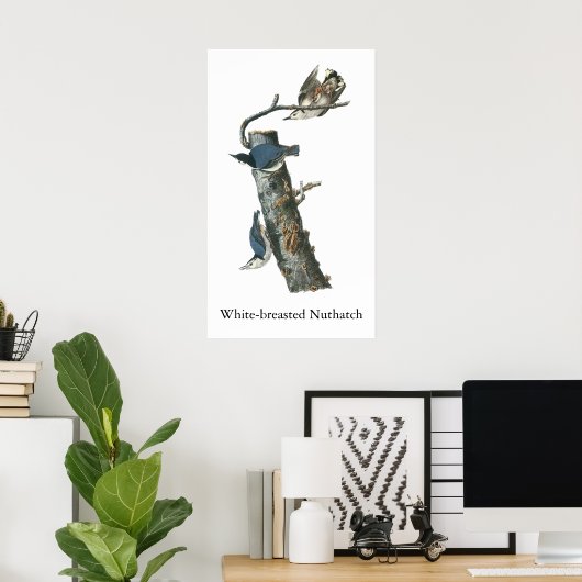 White-breasted Nuthatch, John Audubon Poster (Thuiskantoor)