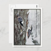 White-Breasted Nuthatch - Robert Bruce Horsfall Briefkaart (Voorkant / Achterkant)