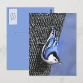 White-Breasted Nuthatch schilderende Originele Bir Briefkaart (Voorkant / Achterkant)