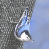 White-Breasted Nuthatch schilderende Originele Bir Sticker (Voorkant)