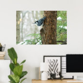 White Breasted Nuthatch Winter Poster (Thuiskantoor)
