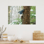 White Breasted Nuthatch Winter Poster (Keuken)