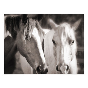 White Brown Horses Sepia Horse Foto Afdruk