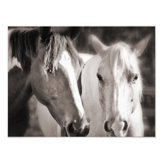White Brown Horses Sepia Horse Foto Afdruk (Voorkant)